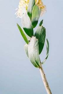 葉が一部茶色い場合がございます。