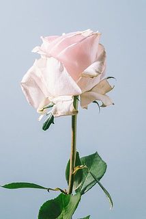 外側の花びらには傷や変色がある可能性も。気になる場合優しく外してください。（写真は別の品種です）