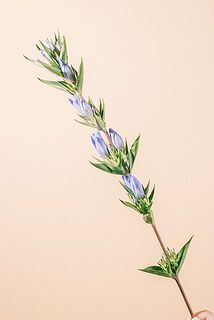 花付きには個体差がございます。