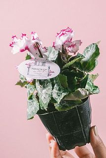 アブソリュドゥモレルはお花がまだ咲いていないことがございます。ご了承ください。
