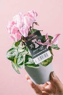 花付きには個体差がございます。