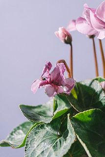 一部先終わりの花がついている場合がございます。