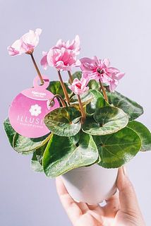咲き方やサイズには個体差がございます。