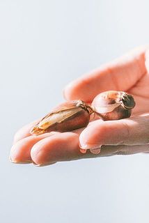 殻が割れている場合がございます。ご了承ください。