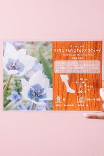 白色花弁の弁底が青色の花を咲かせます✨
