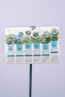 品種はおまかせでお届けします。