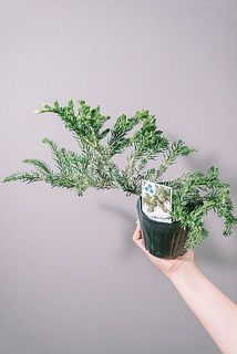 形やサイズには個体差がございます。
