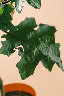 一部葉に変色や虫食いがある個体がございます。（鉢の色は異なります）