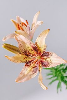 花粉は早めに取り除くと周りに付きづらいです。