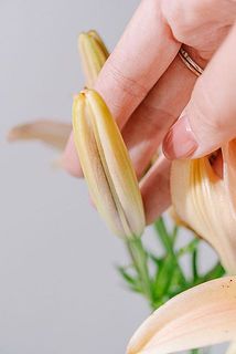 蕾もタイニーサイズ🧚‍♀️