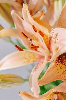 開花すると華やかです。
