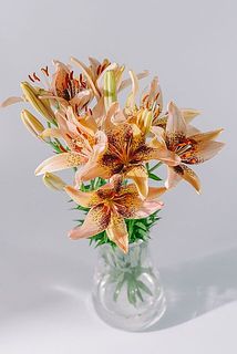 使用花器：Mazzo（クリア）