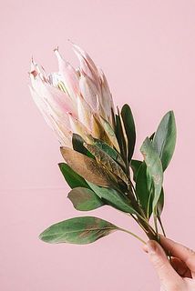 葉が一部茶色いことがございます。