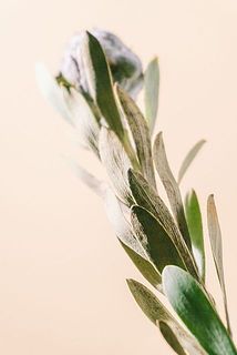 一部、葉がドライになって茶色く変色している場合がございます。ご了承ください。