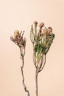 大きさや、実のつき方には個体差がございます。