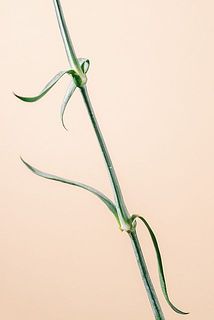 カーネーションは大変折れやすいです。お取り扱いは十分にお気をつけ下さい。