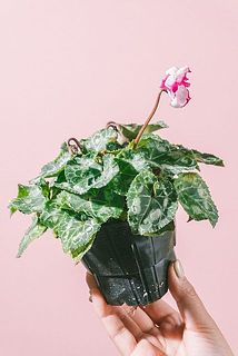 アブソリュドゥモレルはお花がまだ咲いていないことがございます。ご了承ください。
