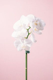形、花付きには個体差があります。