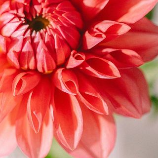 咲きかけのくるりと巻いた花弁にキュン。