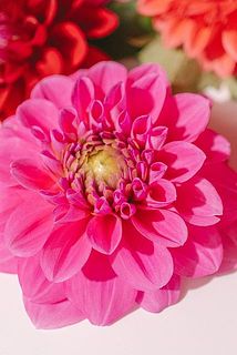 ダリアはとても繊細。花びらには傷がついていることも。弱っている花びらは取ってあげましょう。