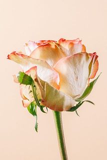 外側の花びらには傷や変色がある可能性も。気になる場合優しく外してください。