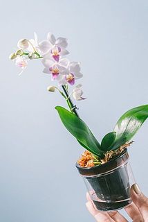 お花とポットの色味はおまかせになります。