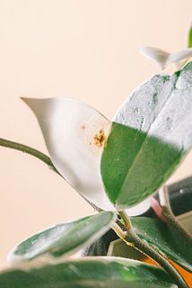 一部、葉が茶色く変色している場合がございます。