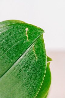 葉に傷がある場合がございます。また、葉に斑点のある品種もございます。