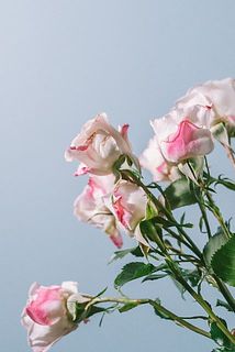 バラの外側は変色している場合も。保護のためにそのままにしているので届いて気になる場合外してください。