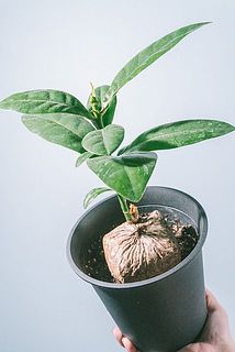 枝ぶりには個体差がございます。