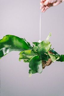 枝ぶりやボリュームには個体差がございます。