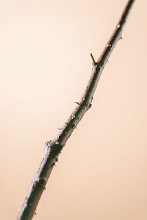 枝には棘がございます。ご了承ください。