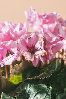 一部咲き終わりの花がついている場合がございます。咲き終わったお花は優しく茎の根元から間引いてください。