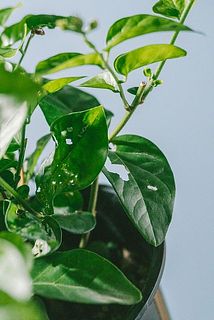一部、葉が傷ついていたり茶色く変色している場合がございます。