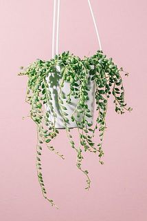 垂れ下がる姿がかわいい💚