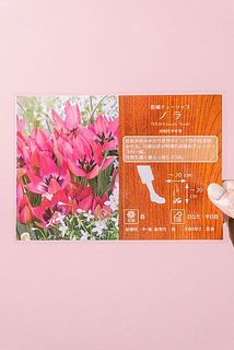 花底が青紫色でピンク色の花を咲かせます🌷