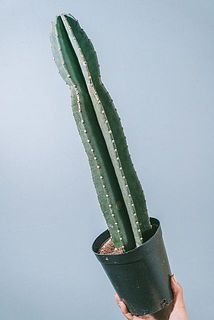 大きさや形には個体差がございます。
