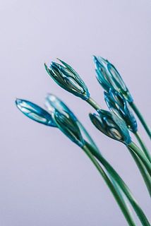 内側まで染まっているかは咲いてからのお楽しみ✨