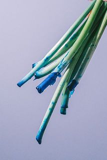 茎も染料で染まっています。お取り扱いにはご注意ください。