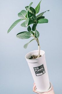 形、葉付き、曲がり具合には個体差があります。