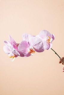 ほんのりピンクが可愛い🩰