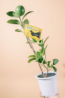 枝ぶりには個体差がございます。