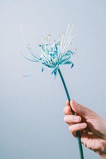 咲き具合には個体差がございます