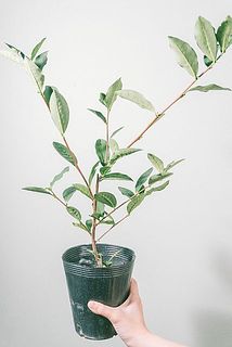 形、葉付きには個体差があります。