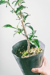 苔がいる場合も！