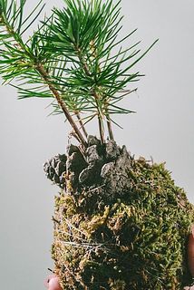 松ぼっくりからちょこっと生えた松が可愛い🌲
