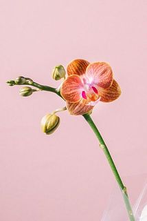 お花の色味はおまかせになります。