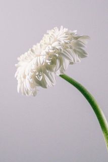 ガーベラの花弁は特性として。外側に反り返りやすいです