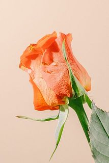 バラの外側の花びらは、お花を守るためについています。傷や汚れが気になるときは、そっと取りのぞいてみてください。