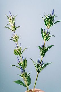 花付きには個体差がございます。